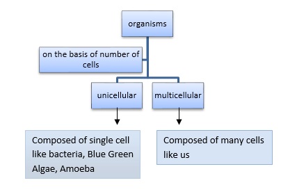 Parts Of A Cell Flow Chart