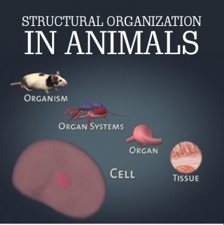 CHAPTER 7:  STRUCTURAL ORGANISATION IN ANIMALS